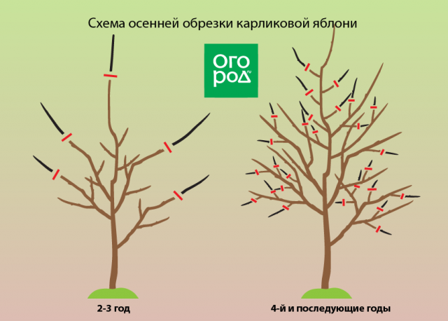 Схема обрезки яблони весной для начинающих